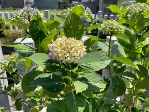 總社 和田八幡宮の自然
