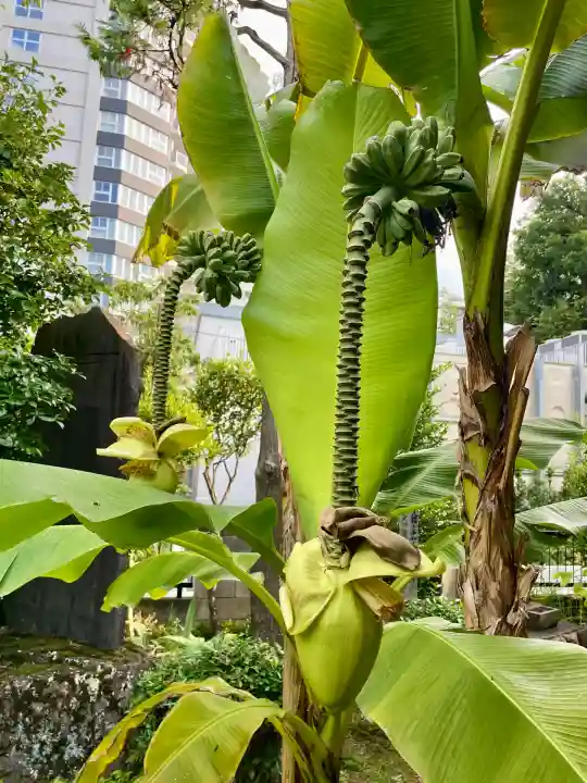 洞雲寺(東京都)