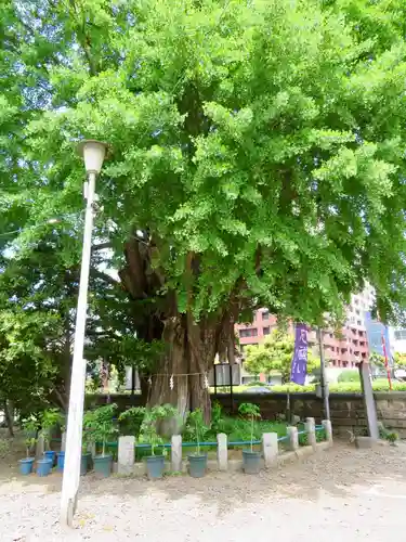 磐井神社の自然