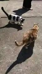 賀茂別雷神社の動物