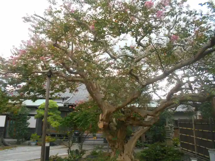 補陀洛寺の自然