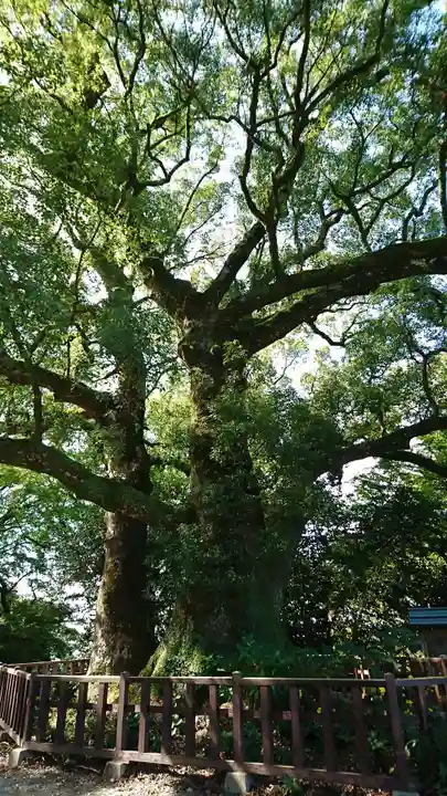 高良大社の自然