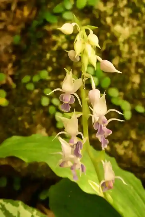 定福寺(高知県)