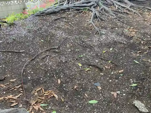 明治神社の自然