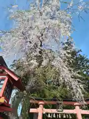 遠野郷八幡宮の自然