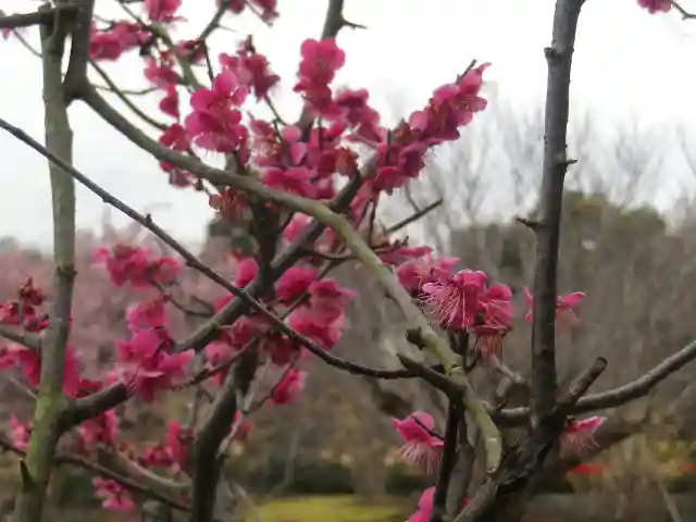 旗上弁財天社の自然