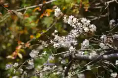 鹿島大神宮の自然