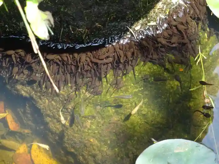横浜御嶽神社の動物