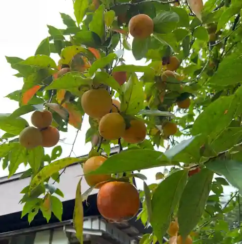 国上寺(新潟県)