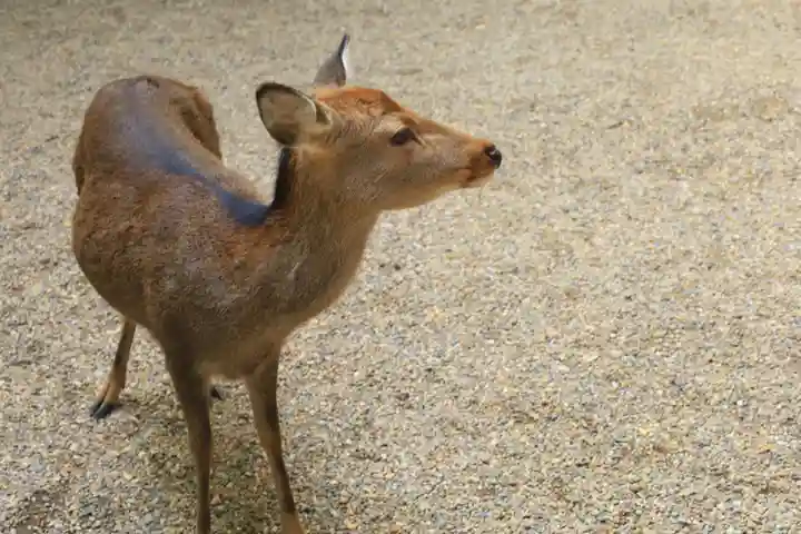 春日大社(奈良県)