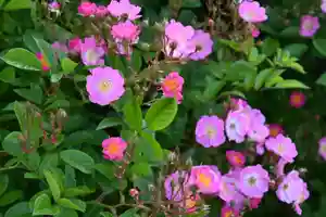 宝光寺の庭園(2023年06月26日(月) 07時29分23秒投稿)