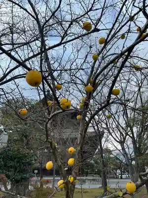 東寺（教王護国寺）(京都府)