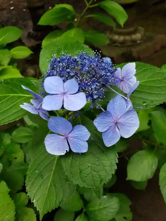 妙法寺(東京都)