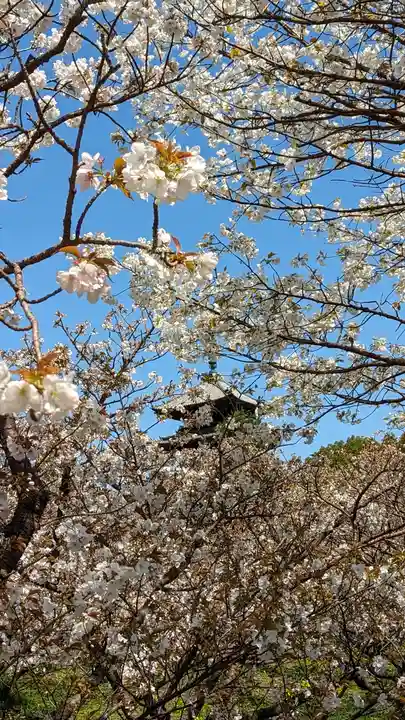 仁和寺(京都府)