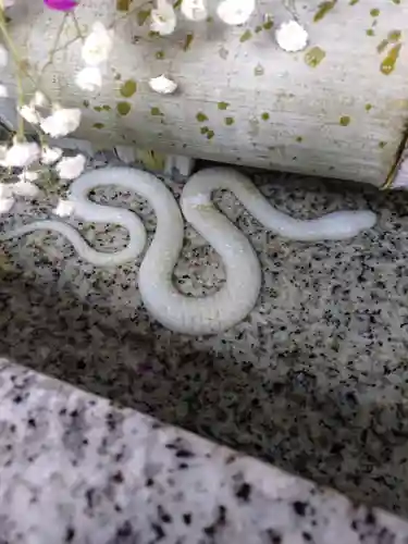 五泉八幡宮(新潟県)