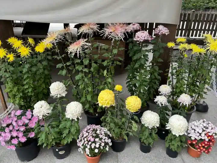 阿佐ヶ谷神明宮(東京都)