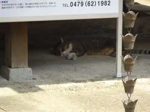 鎌数伊勢大神宮の動物