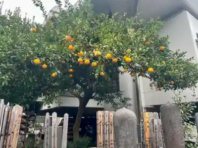 大龍寺の{uncategorized: "未分類", other: "その他", undefined: "問題あり", building: "その他建物", grave: "お墓", sacred_gate: "鳥居", guardian: "狛犬", statue: "像", buddha: "仏像", history: "歴史", nature: "自然", garden: "庭園", animal: "動物", pagoda: "塔", temizu: "手水舎", mountain_gate: "山門・神門", sanctuary: "本殿・本堂", subordinate: "末社・摂社", art: "芸術", scenery: "景色", jizo: "地蔵", ema: "絵馬", goshuin: "御朱印", omikuji: "おみくじ", items: "授与品その他", amulet: "お守り", goshuincho: "御朱印帳", eats: "食事", festival: "お祭り", votive_dance: "神楽", shichigosan: "七五三参", wedding: "結婚式", experience: "体験その他", initially: "初詣", around: "周辺", anti_infection: "感染症対策"}