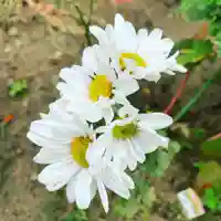 豊景神社の自然