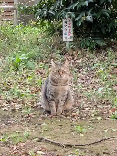 白幡八幡神社(神奈川県)