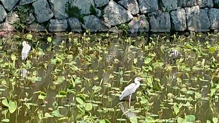 報徳二宮神社の動物