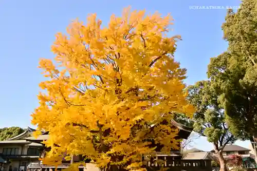 葛飾八幡宮の自然