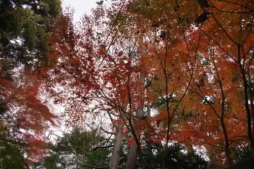 宝珠山　観泉寺の自然