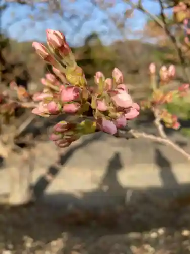 高司神社〜むすびの神の鎮まる社〜の自然