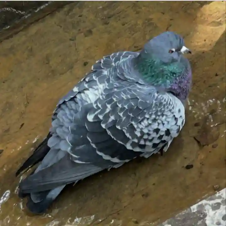 熱田神宮の{uncategorized: "未分類", other: "その他", undefined: "問題あり", building: "その他建物", grave: "お墓", sacred_gate: "鳥居", guardian: "狛犬", statue: "像", buddha: "仏像", history: "歴史", nature: "自然", garden: "庭園", animal: "動物", pagoda: "塔", temizu: "手水舎", mountain_gate: "山門・神門", sanctuary: "本殿・本堂", subordinate: "末社・摂社", art: "芸術", scenery: "景色", jizo: "地蔵", ema: "絵馬", goshuin: "御朱印", omikuji: "おみくじ", items: "授与品その他", amulet: "お守り", goshuincho: "御朱印帳", eats: "食事", festival: "お祭り", votive_dance: "神楽", shichigosan: "七五三参", wedding: "結婚式", experience: "体験その他", initially: "初詣", around: "周辺", anti_infection: "感染症対策"}