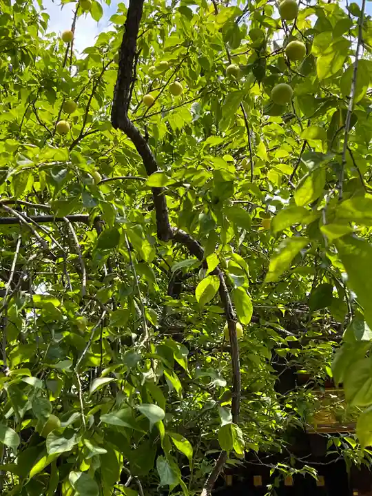 牛天神北野神社の自然