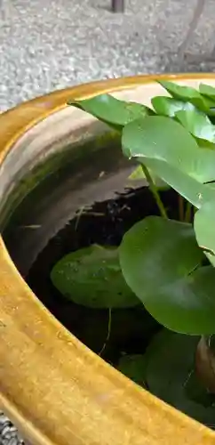 阿佐ヶ谷神明宮(東京都)