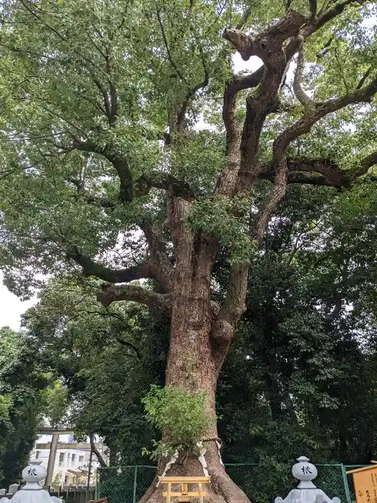 和泉國一之宮 大鳥大社の自然