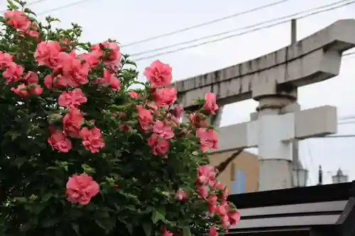 豊景神社の鳥居