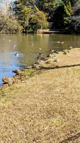 菊田神社の動物