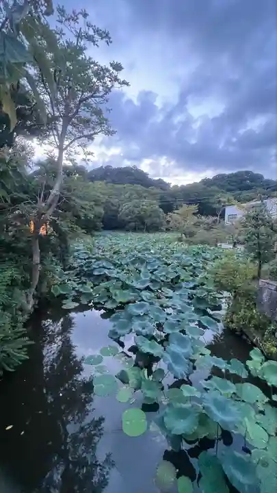 鶴岡八幡宮(神奈川県)