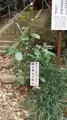 冨塚八幡宮の自然