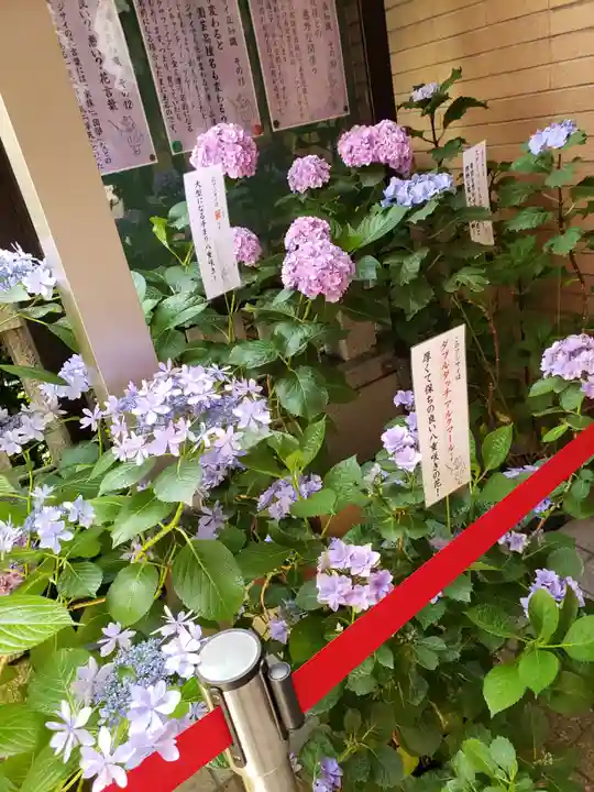 十番稲荷神社の自然