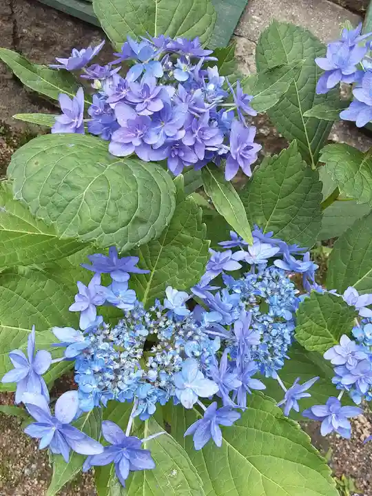 住吉神社の自然