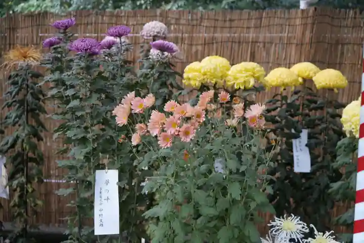 明治神宮(東京都)