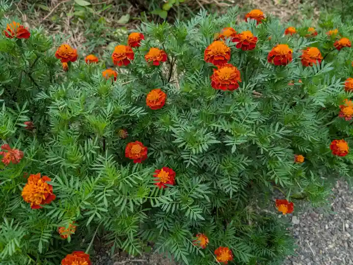 豊景神社(福島県)