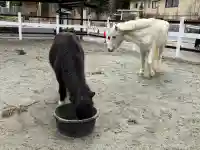 丹生川上神社(下社)の{uncategorized: "未分類", other: "その他", undefined: "問題あり", building: "その他建物", grave: "お墓", sacred_gate: "鳥居", guardian: "狛犬", statue: "像", buddha: "仏像", history: "歴史", nature: "自然", garden: "庭園", animal: "動物", pagoda: "塔", temizu: "手水舎", mountain_gate: "山門・神門", sanctuary: "本殿・本堂", subordinate: "末社・摂社", art: "芸術", scenery: "景色", jizo: "地蔵", ema: "絵馬", goshuin: "御朱印", omikuji: "おみくじ", items: "授与品その他", amulet: "お守り", goshuincho: "御朱印帳", eats: "食事", festival: "お祭り", votive_dance: "神楽", shichigosan: "七五三参", wedding: "結婚式", experience: "体験その他", initially: "初詣", around: "周辺", anti_infection: "感染症対策"}