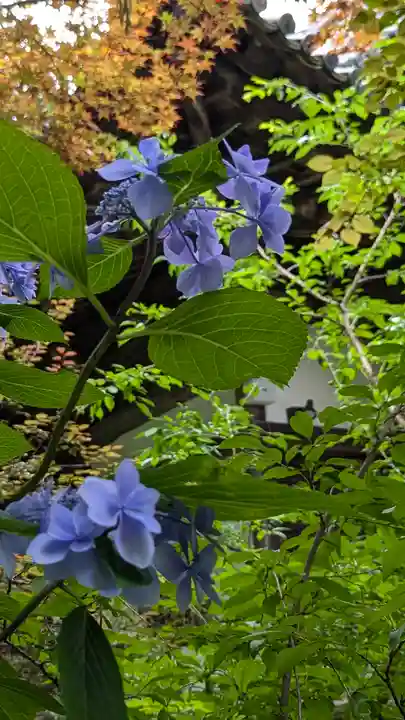 十輪寺(京都府)