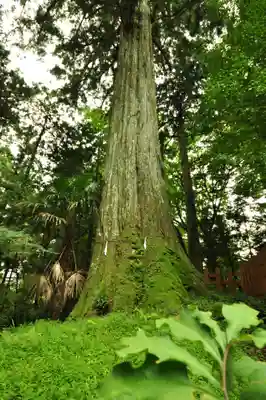 須山浅間神社(静岡県)