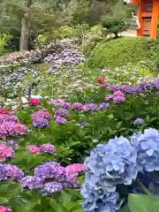 三室戸寺の庭園