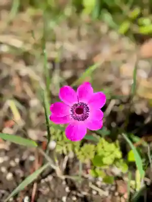 伊達神社(北海道)