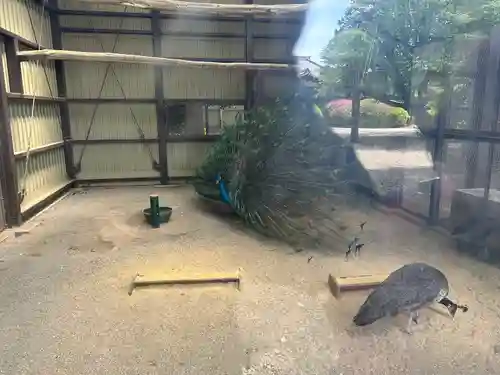 岩槻久伊豆神社の動物