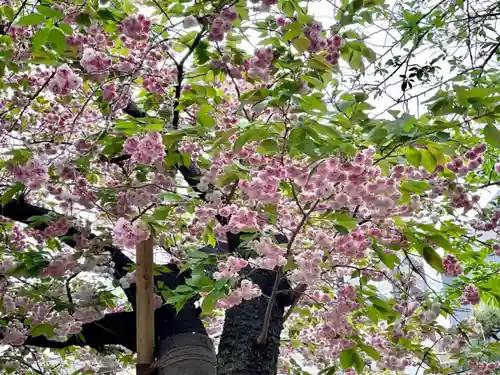 湯島御霊社の自然