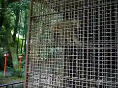 日吉大社の動物