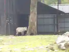 志鷹神社の動物