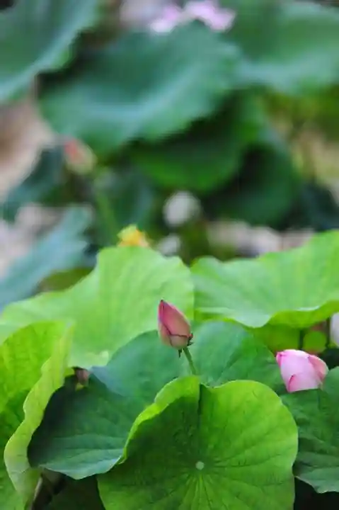 浄土寺(兵庫県)